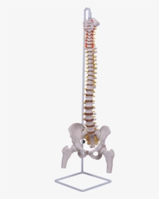 Classic Flexible Spinal Column With Femur - Skeleton, HD Png Download, Free Download