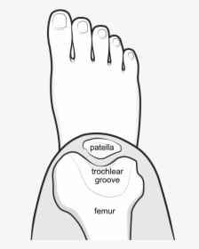 Femoral Groove Or Trochlear Groove - Trochlear Groove, HD Png Download, Free Download