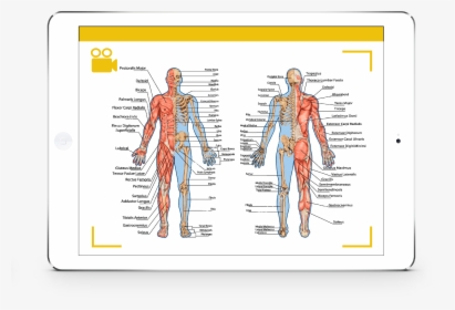 Anterior And Posterior View Of Skeletal Muscles, HD Png Download, Free Download