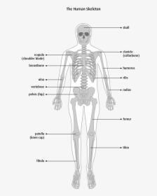 Bone Types Structure, HD Png Download, Free Download