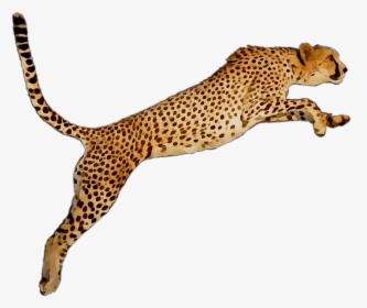 Portable Wallpaper Leopard Desktop Graphics Cheetah - Cheetah Clipart, HD Png Download, Free Download