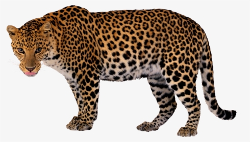 Download-leopard - Leopard Png, Transparent Png, Free Download