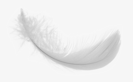 Feather Png Image -white Feather Png Download Image - Feather Png Real White, Transparent Png, Free Download