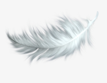Bird Feather Png, Transparent Png, Free Download