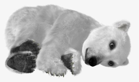 Download Polar Bear Png Transparent Images Transparent - Urso Polar Fundo Transparente, Png Download, Free Download