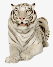 Tiger, HD Png Download, Free Download