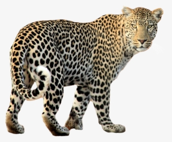 Leopard Png Transparent Image - Leopard Png, Png Download, Free Download