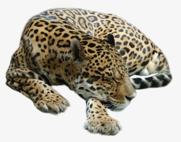 Cheetah Png - Sleeping Cheetah Png, Transparent Png, Free Download