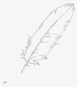 15 Drawing Feather Sketch For Free Download On Mbtskoudsalg - Sketch, HD Png Download, Free Download