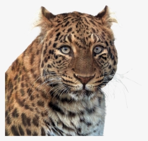 Panther Head Of Panther Animal Free Picture - Imagenes En Png De Animales, Transparent Png, Free Download