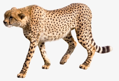 Cheetah Png Transparent Image - Transparent Cheetah Png, Png Download, Free Download
