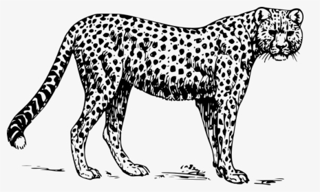 Cheetah, Animal, Mammal, Leopard, Zoo, Safari, Africa - Outline Images Of Cheetah, HD Png Download, Free Download