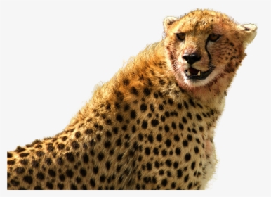 Cheetah Png Transparent Image - Cheetah Png High Resolution, Png Download, Free Download