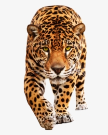 Jaguar Cars Leopard Jaguar Xf - Leopard Png, Transparent Png, Free Download