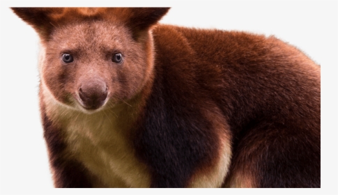 Goodfellows Tree Kangaroo Featured Min - Transparent Tree Kangaroo Png, Png Download, Free Download