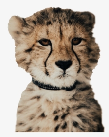 #cheetah - Baby Cheetah, HD Png Download, Free Download