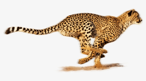 Cheetah - Fastest Animal In The World 2019, HD Png Download, Free Download