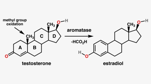 Testosterone Estradiol Conversion - Testosterone And Estradiol, HD Png Download, Free Download