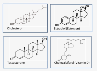 Dihydrotestosterone Vs Testosterone, HD Png Download, Free Download