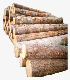 Holz Baumstamm Tree Trees - Baumstamm Rinde Png, Transparent Png, Free Download