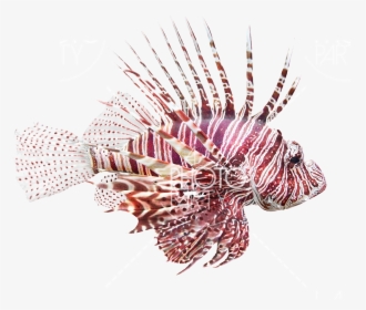 Fish Lionfish, Pterois Volitans Bath Rug Gear New ,, HD Png Download, Free Download