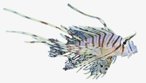 Lionfish Png, Transparent Png, Free Download