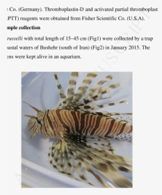 The Persian Gulf Lionfish Collected From Coastal Water - Lionfish, HD Png Download, Free Download