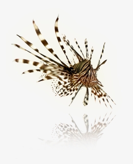 Picture - Png Lionfish, Transparent Png, Free Download