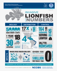 Lionfish Infographic - Noaa Lionfish, HD Png Download, Free Download