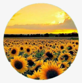 #circle #flower #sunflower #aesthetic #tumblr - Photography Aesthetic Sunflower Field, HD Png Download, Free Download