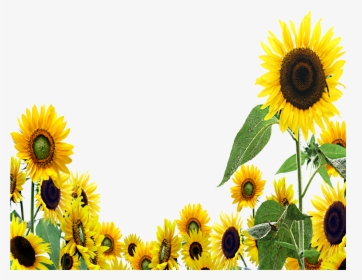 Girasoles Aesthetic Tumblr Sunset Sunflower Pictures - Transparent Background Sunflower Clipart, HD Png Download, Free Download