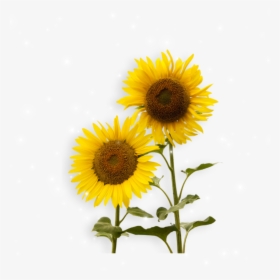 Sunflower Powerpoint Template Free, HD Png Download, Free Download