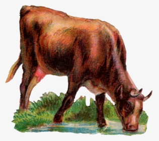 Today We Have A Cow Drinking Water - Ox Animal Drinking Water, HD Png Download, Free Download