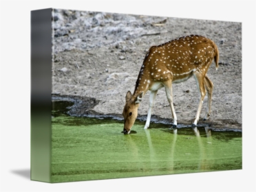 Deer Transparent Drinking Water Png - Deer Drinking From Lake Drawing, Png Download, Free Download