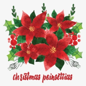 Transparent Christmas Poinsettias Clipart - Poinsettia, HD Png Download, Free Download