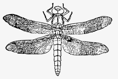 Dragon Fly Clip Arts - Insect Helicopter Clipart Black And White, HD Png Download, Free Download