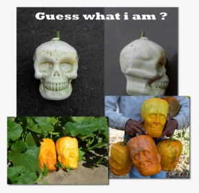 Guess What I Am - Fruit Grown In Molds, HD Png Download, Free Download