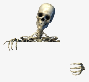 Many Bones Are There In Your Body, HD Png Download, Free Download