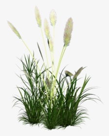 Ornament Grass Reed Icon Free Frame Clipart - Cynodon Dactylon Juice, HD Png Download, Free Download