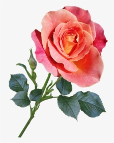Rose, Flower, Stem, Garden, Nature - Transparent Long Stem Roses, HD Png Download, Free Download