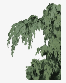 Spruce, HD Png Download, Free Download