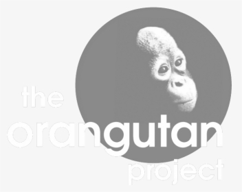 Australian Orangutan Project, HD Png Download, Free Download