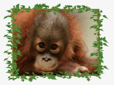 Peanut The Orangutan, HD Png Download, Free Download