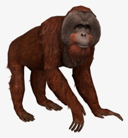New World Monkey, HD Png Download, Free Download