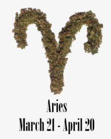 Stoner Aries Monthly Horoscope - Aries And Weed, HD Png Download, Free Download