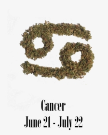 Stoner Cancer Monthly Horoscope - Moss, HD Png Download, Free Download