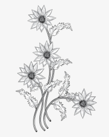 Flower Drawing Clip Art - White Png Flower Drawing, Transparent Png, Free Download