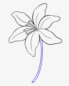 Lily Flower Drawing Easy, HD Png Download, Free Download