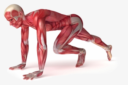 Image - Athletic Therapy, HD Png Download, Free Download