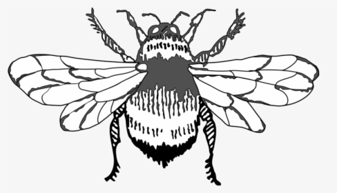 Bumble Bee Graphic Art Icon Design Illustration Vector - House Fly, HD Png Download, Free Download